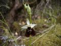 Ophrys chestermanii